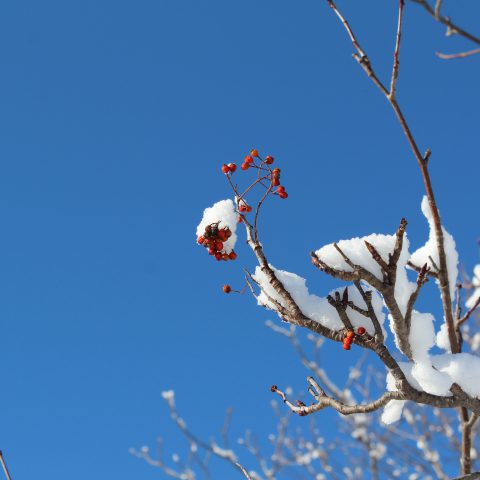香雪園の雪景色